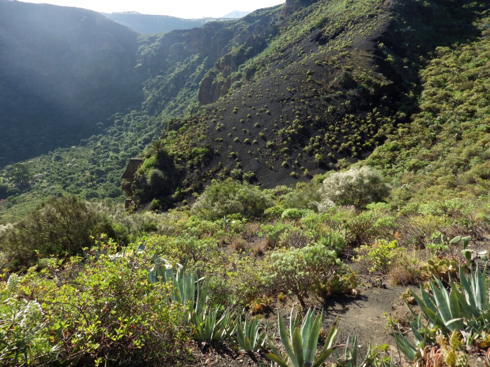 Volcano landscape flora