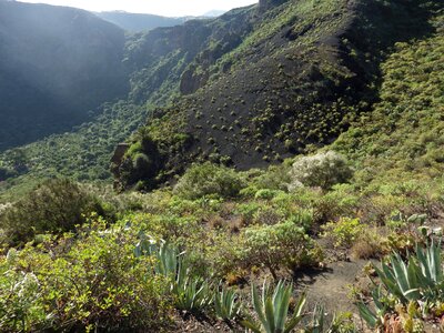 Volcano landscape flora