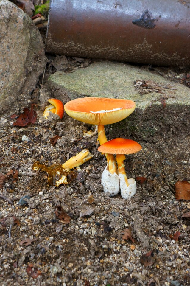 Toadstool wild grass fungi