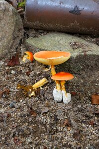 Toadstool wild grass fungi photo