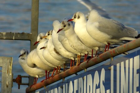 Flock swarm team