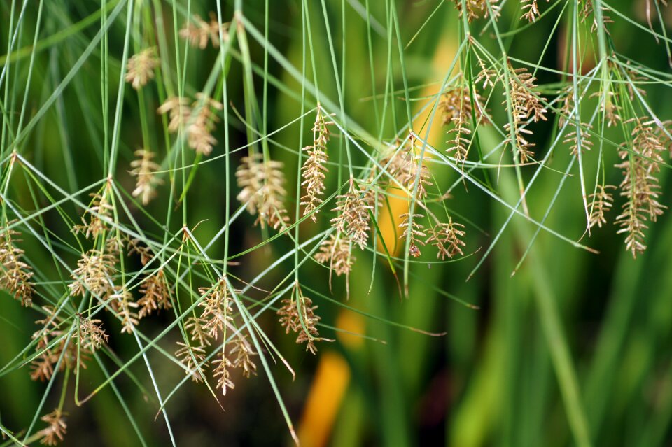 Nature outdoor bush