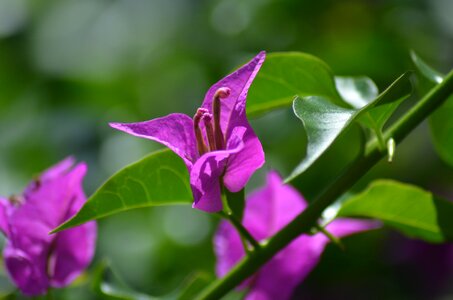 Violet summer flowers plants