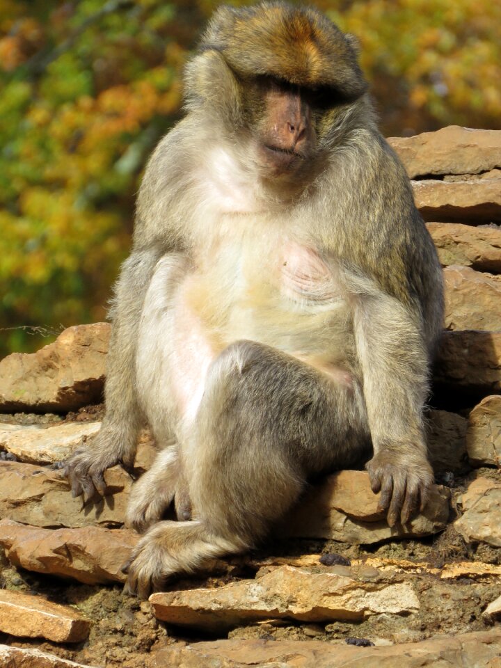 Animal primate zoo animals