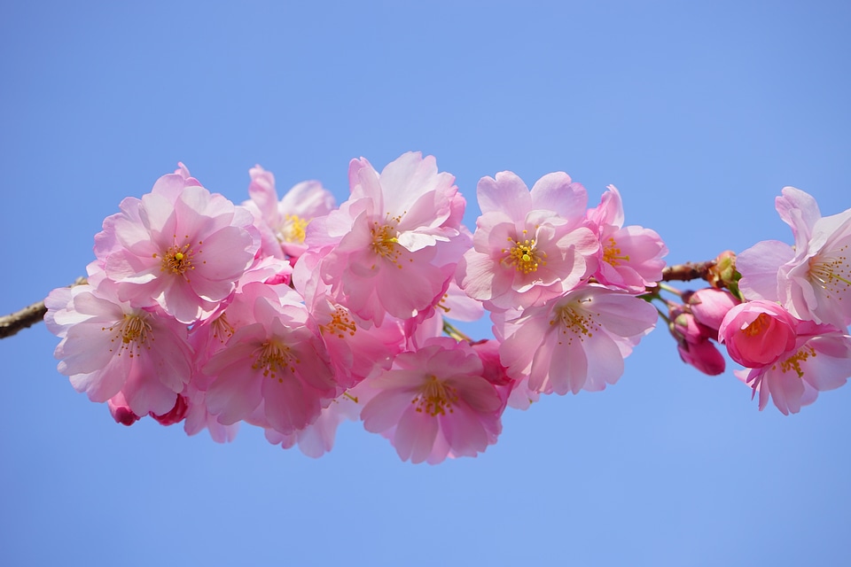 Branch japanese flowering cherry ornamental cherry