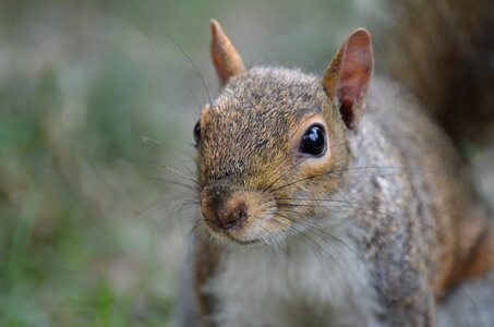 Animals central park new york photo