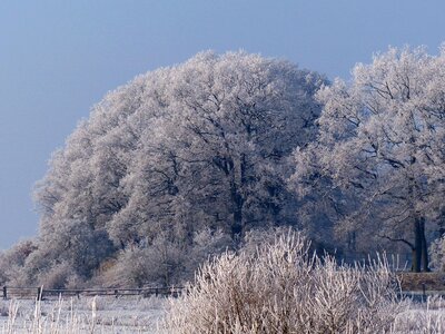 Winter cold tree frost photo