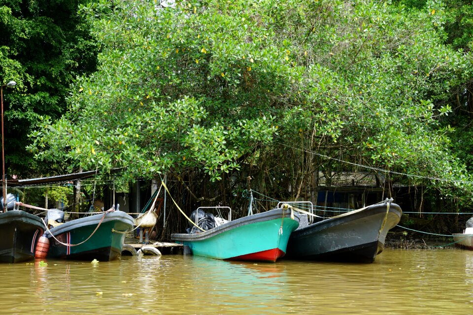 Tropical nature jungle