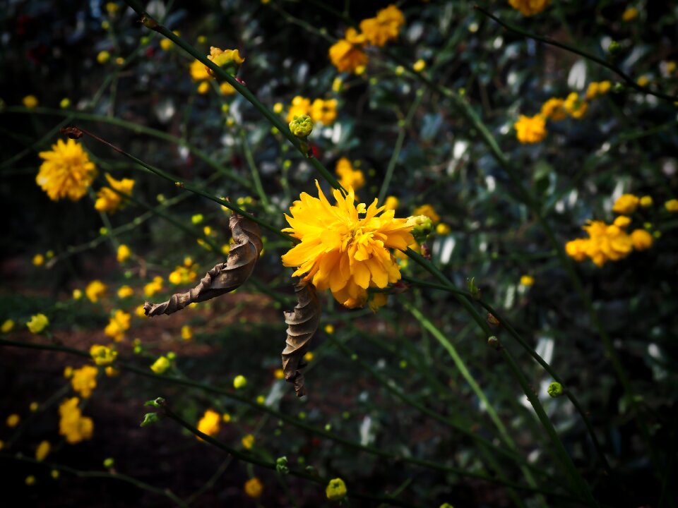 Spring flower flower spring