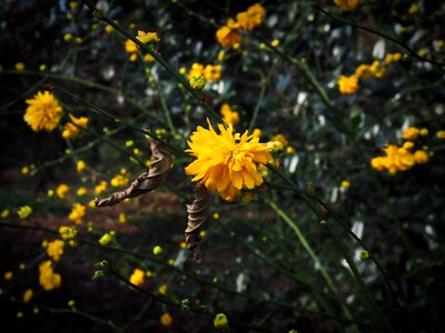 Spring flower flower spring photo