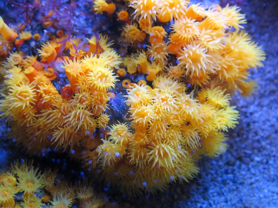 Aquarium monaco anemone