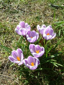 Spring flowers purple flower bulbs photo