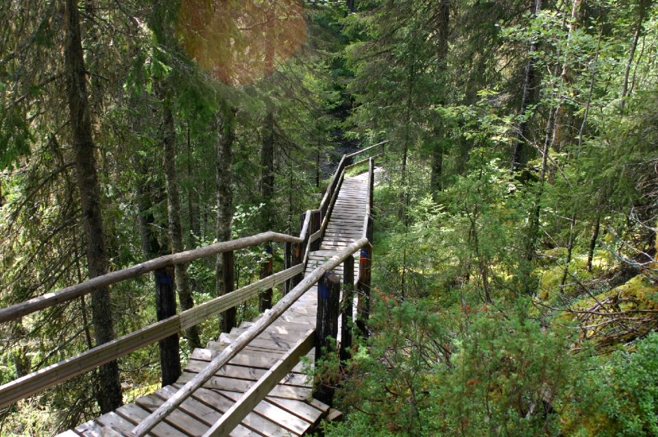 The path nature finnish