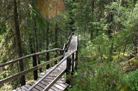 The path nature finnish photo