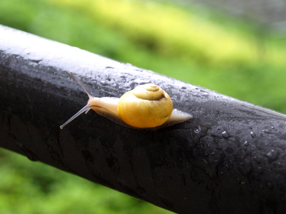 Spiral slowly slimy