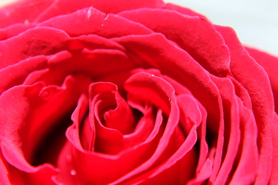 Nature rose petals about
