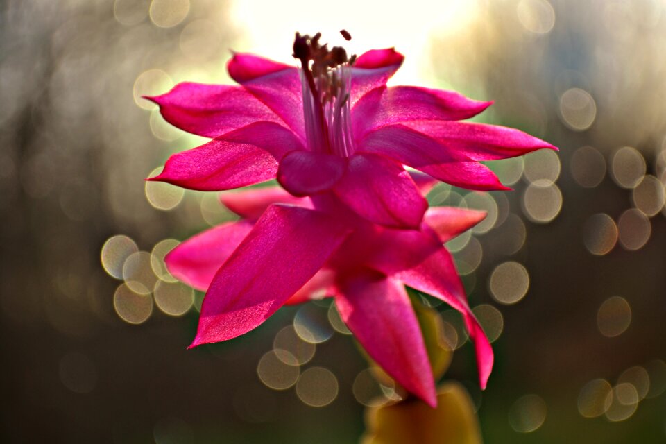 Pink bokeh close up