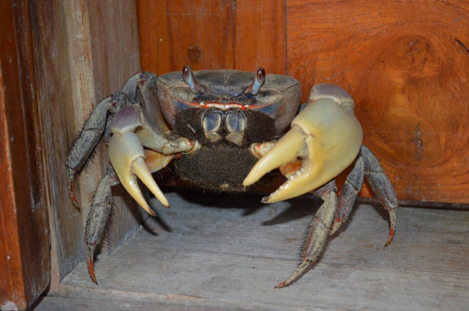 Corner sea animals