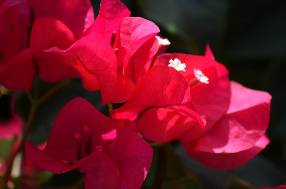 Fuschia pink summer flowers