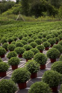 Nature green production