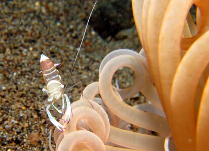 Marine anemone phillipines