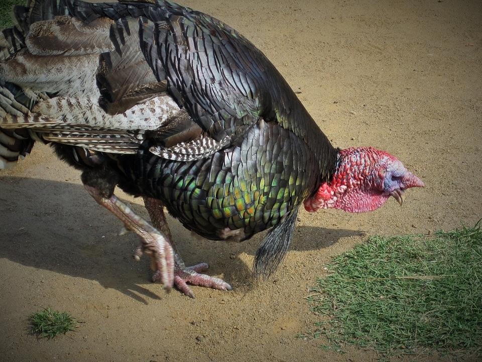 Animal shimmering poultry