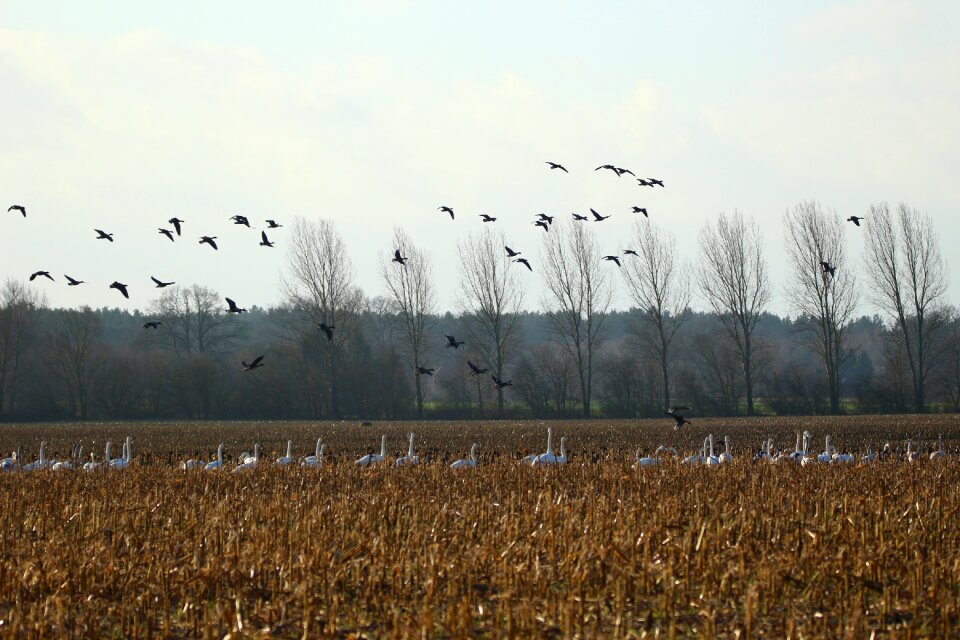 Swans goose migratory bird