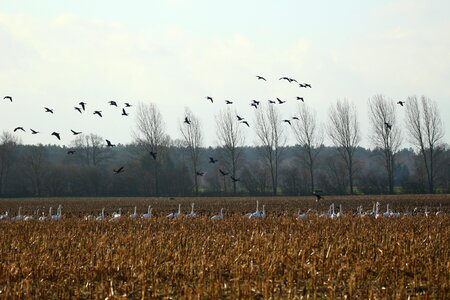 Swans goose migratory bird
