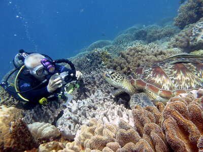 Diver turtle phillipines photo