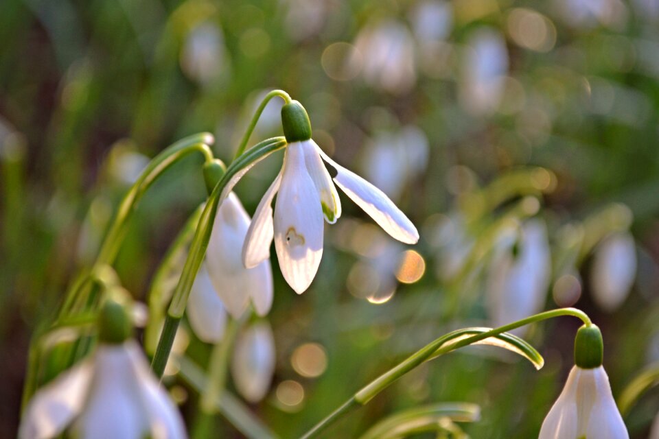 White flowers green winter