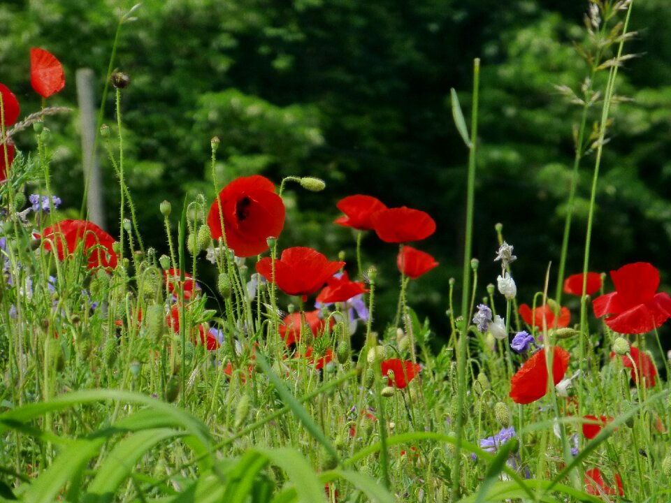 Red red poppy blossom photo