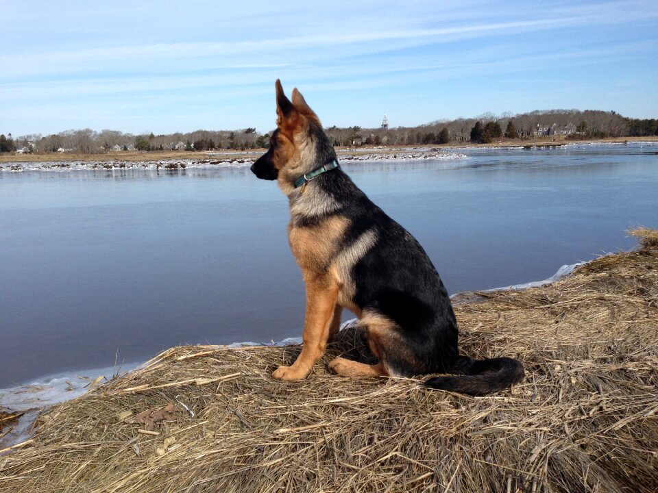 Purebred puppy canine