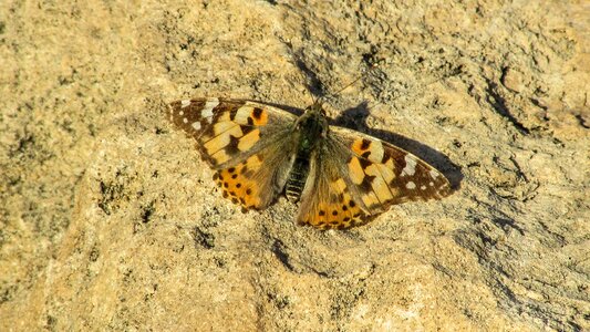 National park butterfly