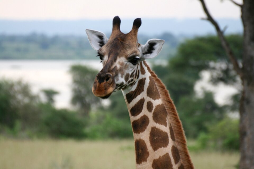 Giraffe uganda animal