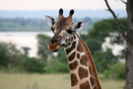 Giraffe uganda animal