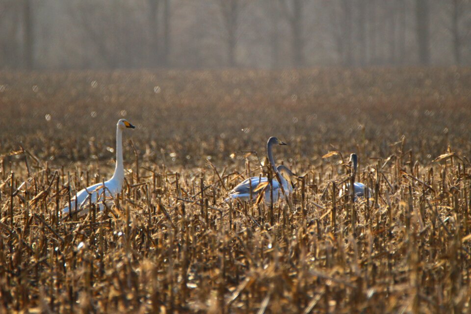 Corn field migratory bird swans