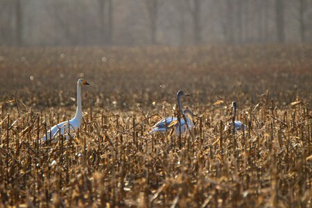 Corn field migratory bird swans