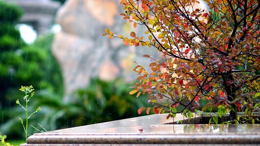 Rain the leaves water drops