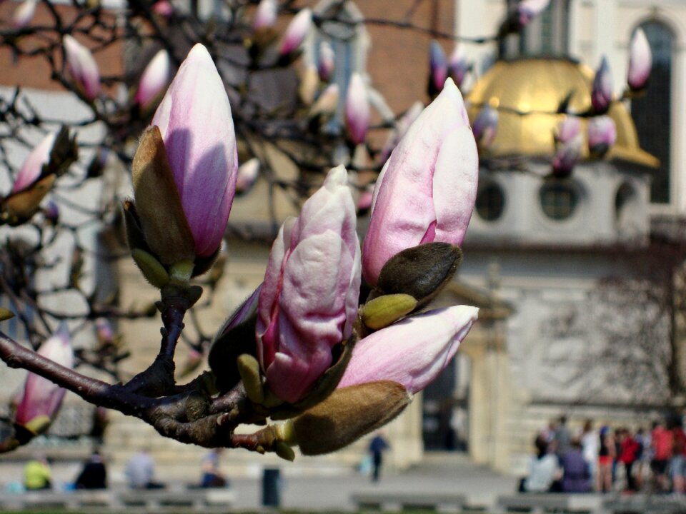 Spring blooming pink