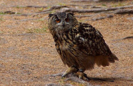 Bird of prey feather raptor photo