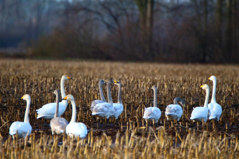 Arable field migratory bird