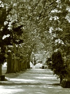 Away nature tree lined avenue