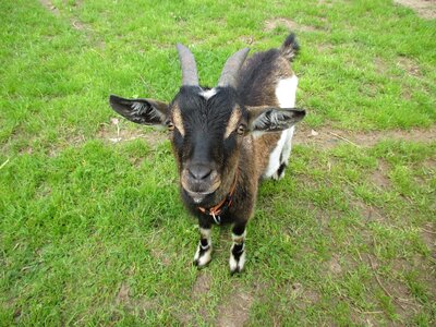 Pet colorful coat horns
