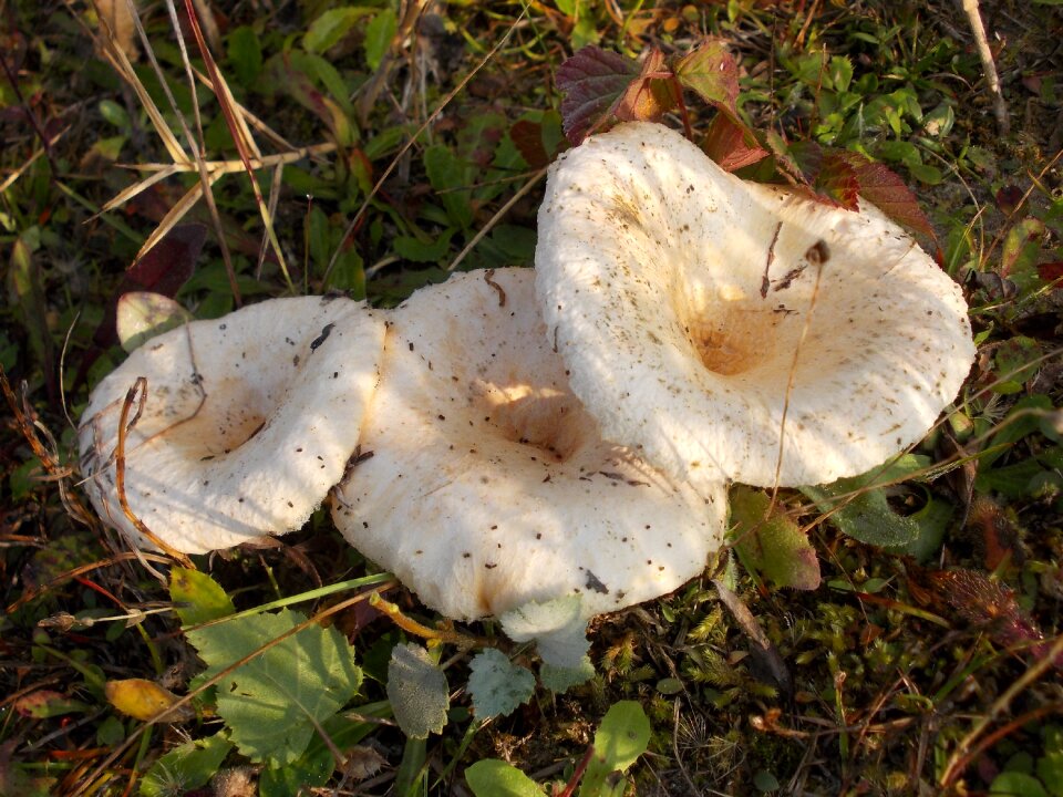 Lactarius vietus funnel wrapped