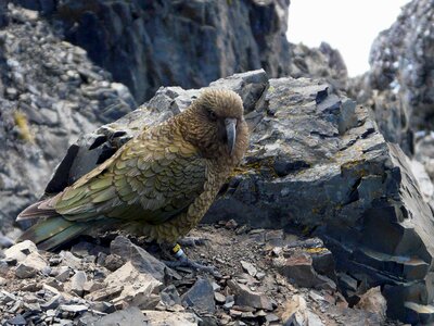 Bird summer mountains