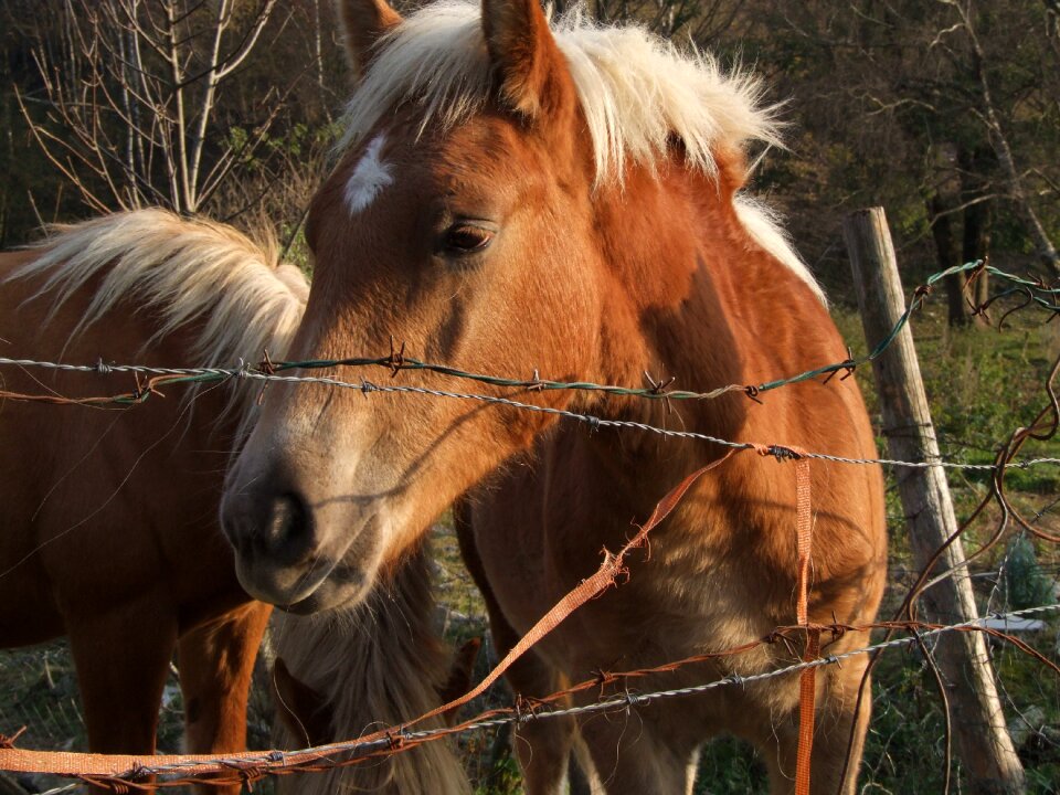 Horse horses nature