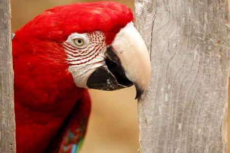 Bird color exotic