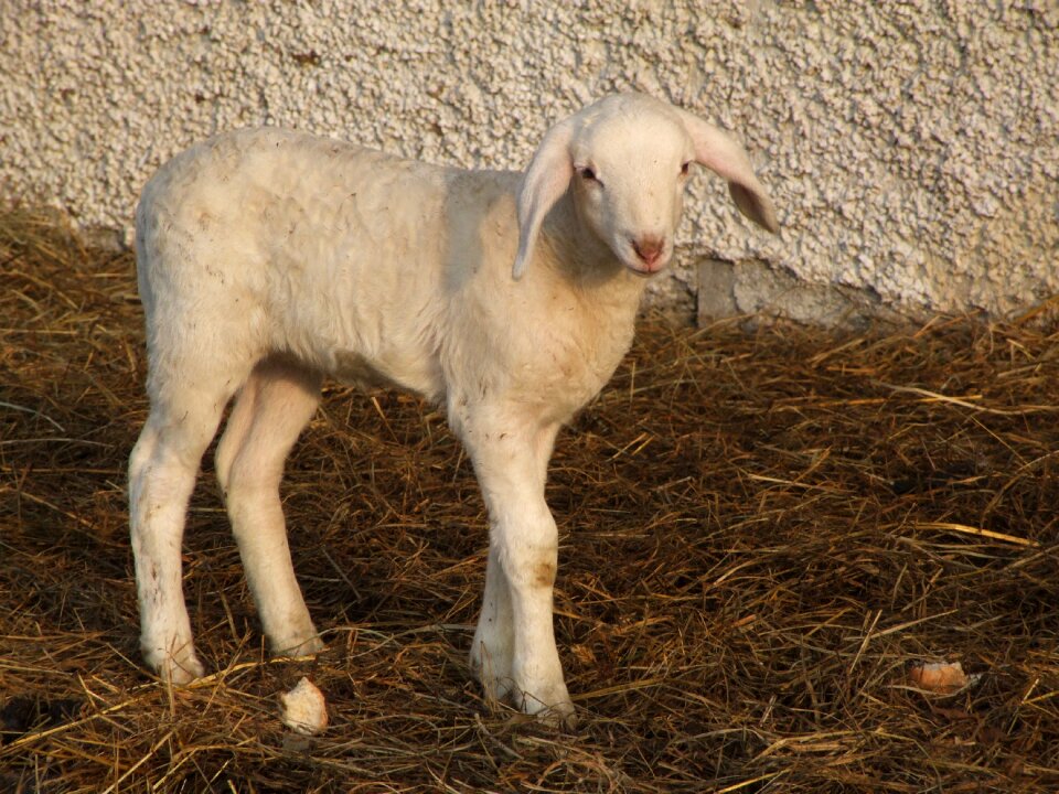Animals lamb nature