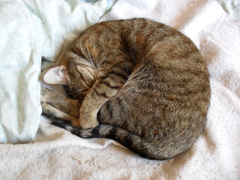 Cat sleeping rest nap