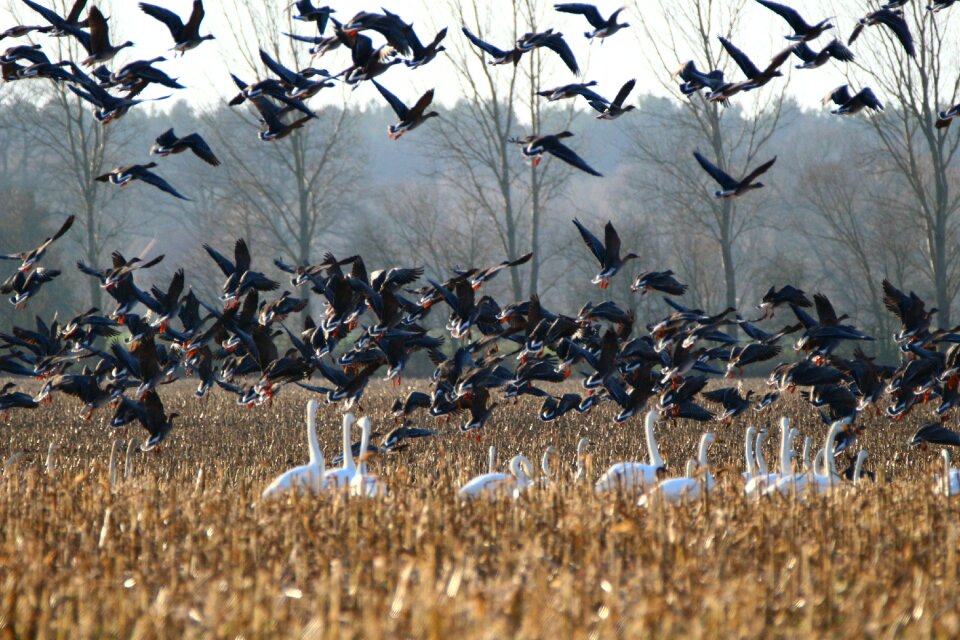 Swans goose migratory bird
